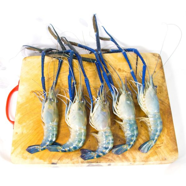 fresh water prawns (Scampi) - Image 4