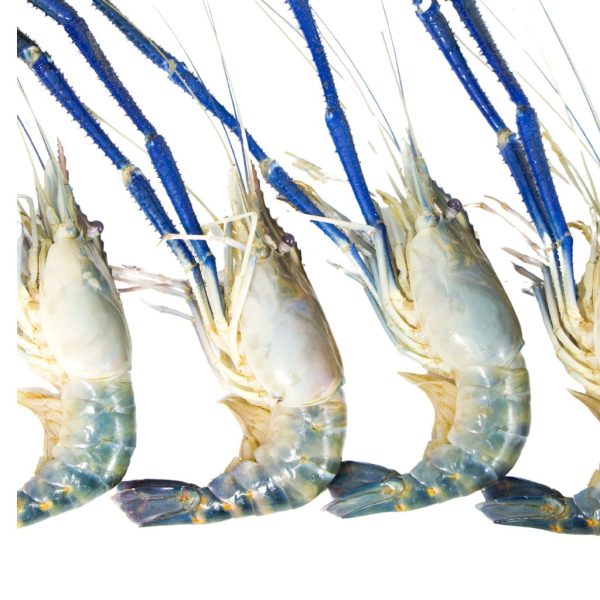 fresh water prawns (Scampi) - Image 5