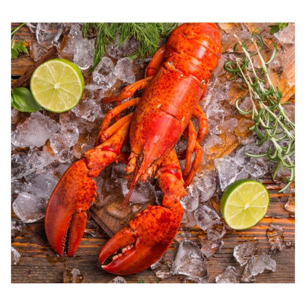 Lobster - Image 6