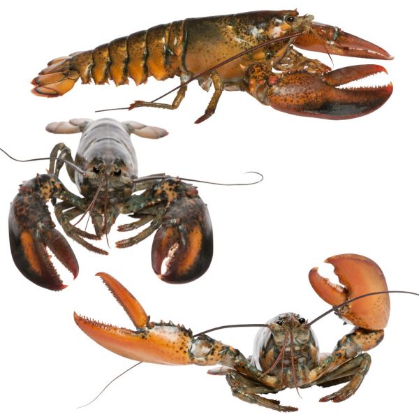 Lobster - Image 5