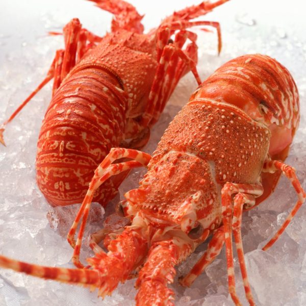 Lobster - Image 3