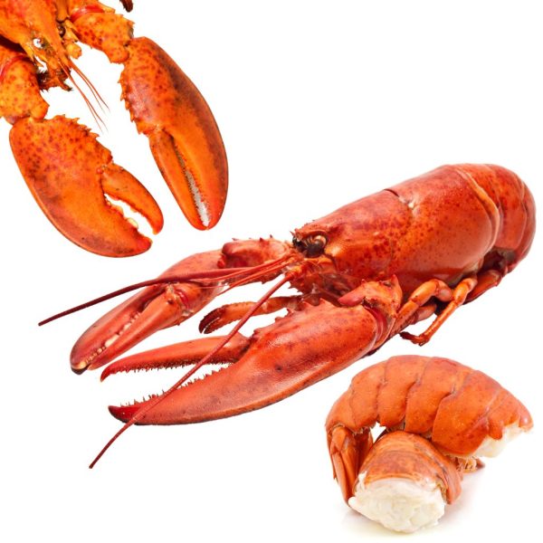 Lobster - Image 2