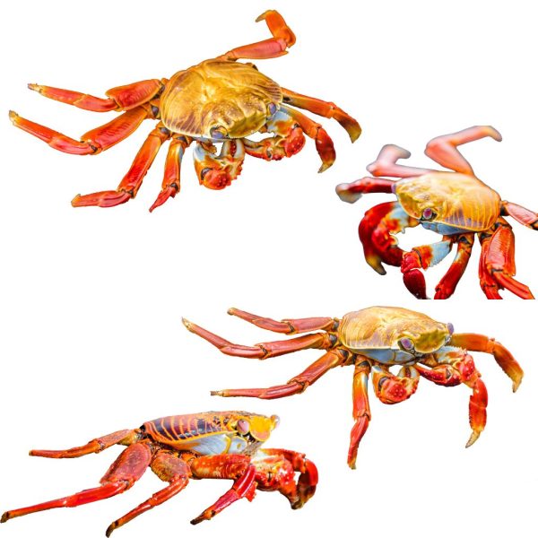 Crabs - Image 7