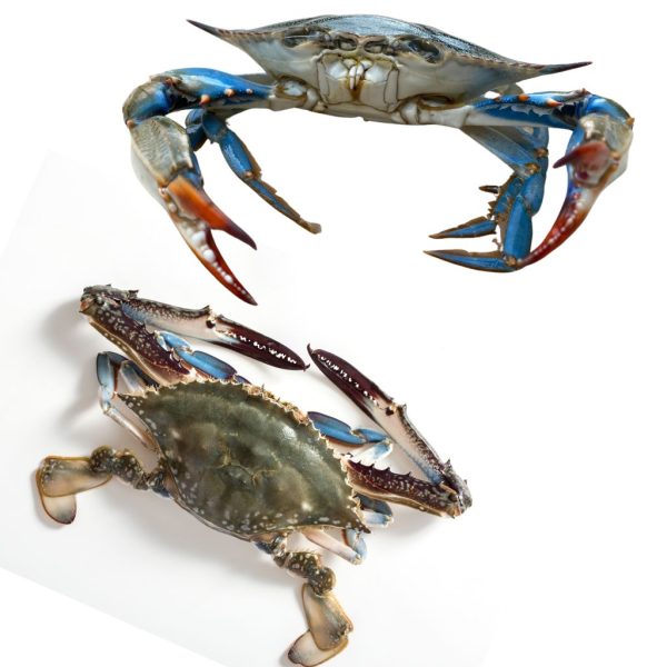 Crabs - Image 4