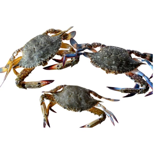 Crabs - Image 3