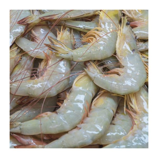 Prawns - Image 5