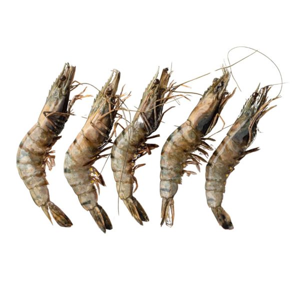 Prawns - Image 4