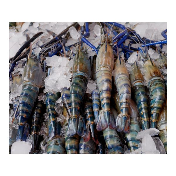 fresh water prawns (Scampi) - Image 6