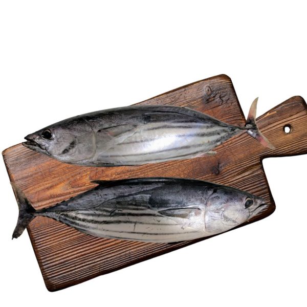 Tuna (Thunnus albacares)