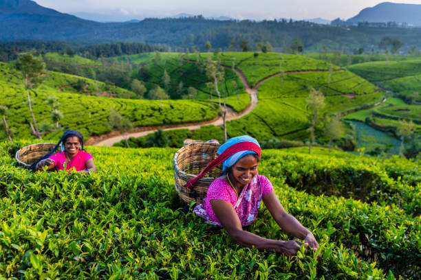 Tamil women plucking tea leaves near Nuwara Eliya, Sri Lanka ( Ceylon ). Sri Lanka is the world's fourth largest producer of tea and the industry is one of the country's main sources of foreign exchange and a significant source of income for laborers.